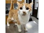 Adopt Spelunky a Domestic Short Hair
