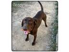 Adopt Teddy #18 a Chocolate Labrador Retriever