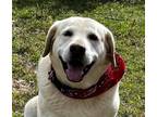 Adopt Buddy #93 a Yellow Labrador Retriever