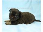 Chihuahua PUPPY FOR SALE ADN-581087 - AKC Achilles