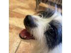 Adopt Bowdy a Cairn Terrier