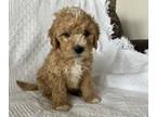 Cavapoo-Poodle (Miniature) Mix PUPPY FOR SALE ADN-580952 - Cavapoo F1B Puppy