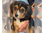 Beagle PUPPY FOR SALE ADN-580817 - 8 Week Old AKC Beagle Puppy