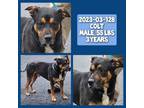 Adopt 2023-03-128 *Colt* a Rottweiler