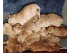 Golden Retriever PUPPY FOR SALE ADN-580811 - Golden Retriever Puppies