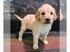 Goldendoodle PUPPY FOR SALE ADN-580667 - Beautiful f1b Standard Goldendoodles