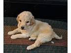 Goldendoodle PUPPY FOR SALE ADN-580805 - Wonderful Medium size Goldendoodles Non