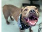 Adopt Rocko a Pit Bull Terrier