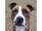 Adopt Twister a American Staffordshire Terrier