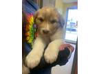 Adopt D. Flener pup 7 a Great Pyrenees