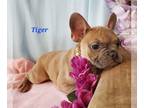 French Bulldog PUPPY FOR SALE ADN-580875 - Blue Sable Frenchies