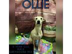 Adopt Ollie a Greyhound