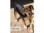 Adopt Chocolate a Beagle