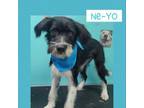 Adopt Ne-Yo a Schnauzer, Terrier
