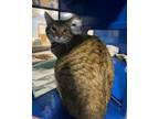 Adopt TRACE a Domestic Short Hair