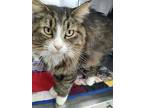 Adopt Roland a Maine Coon, Domestic Long Hair