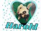 Adopt Harold a Domestic Short Hair