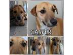 Adopt Casper a Retriever