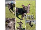 Adopt Otis a Pit Bull Terrier