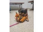 Adopt Kyro a Beagle, Parson Russell Terrier