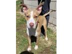 Adopt Jose a Pit Bull Terrier, Mixed Breed