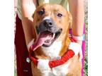 Adopt Benson (SC) a Pit Bull Terrier, Mixed Breed