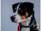 Adopt Windey a Greater Swiss Mountain Dog