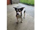 Adopt Buster a Jack Russell Terrier