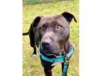 Adopt Ozzy a Mixed Breed