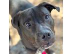 Adopt McCoy a Black - with White Labrador Retriever / Boxer / Mixed dog in
