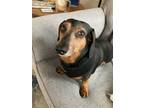 Adopt Marley6 a Black - with Tan, Yellow or Fawn Dachshund / Mixed dog in