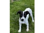 Adopt Margarita a White - with Black Shepherd (Unknown Type) / Collie dog in