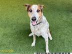 Adopt TIMBER a Australian Cattle Dog / Blue Heeler, Greyhound