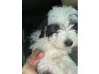 Adopt Marwa a White - with Black Bernese Mountain Dog / Poodle (Miniature) dog