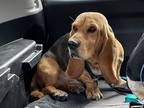 Adopt Midas a Basset Hound / Mixed dog in Salt Lake City, UT (37734712)