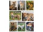 Adopt Lassie a Shiba Inu