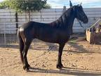2 year old Friesian Colt