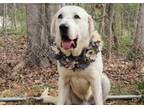 Adopt Brody a Great Pyrenees