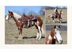 Paint Quarter Horse Trail and Ranch Gelding