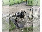 Mastiff PUPPY FOR SALE ADN-581734 - AKC English Mastiff Puppies Still Available