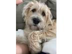 Adopt Winnie a Tan/Yellow/Fawn Wheaten Terrier / Dalmatian / Mixed dog in
