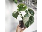 Monstera Variegate -