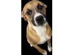 Adopt Querky a Brown/Chocolate Black Mouth Cur / Boxer / Mixed dog in