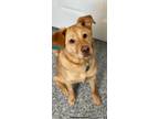 Adopt ELLIOTT a Tan/Yellow/Fawn Golden Retriever / Mixed dog in Cranston