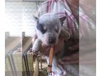 Australian Cattle Dog PUPPY FOR SALE ADN-583042 - Blue Heeler Puppies