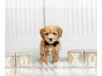 Poodle (Miniature) PUPPY FOR SALE ADN-582840 - Adorable AKC Miniature Poodle