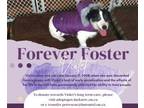 Adopt Violet - forever in foster - donations welcome a Jack Russell Terrier