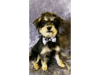 Adopt Brice a Yorkshire Terrier