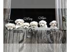 Havamalt PUPPY FOR SALE ADN-583764 - Naturally Reared Havanese Maltese Puppies