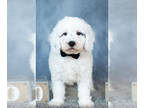 Poodle (Toy) PUPPY FOR SALE ADN-583427 - Adorable AKC Toy and Mini Poodle